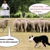 Почему на смартлабе запрещено публиковать инфу от ИИ?