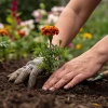 Куст окрасился в бордовый: как посадить эффектную гортензию осенью до первых заморозков