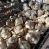 Поспешите с посадкой — останетесь без урожая? Агроном объяснил, когда сажать чеснок осенью 2026 года