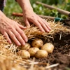 Урожай в два раза больше и крупные клубни: как вырастить идеальный картофель без прополки и окучивания