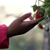 Почему клубника цветет, но не радует урожаем: главные ошибки