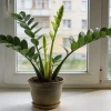 Один прием в июле — и замиокулькас снова выпускает свежие стрелки: простая аптечная подкормка для роста