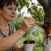 Простой способ спасти сад летом без лишних затрат и сложных средств
