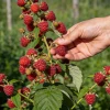 Малина не дает урожай? Всего одна летняя обрезка, и куст ломается от вкусных спелых ягод