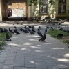 Хроника пикирующего самолета...