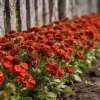 Красные, жёлтые и оранжевые цветы: как превратить скучный забор в нарядную клумбу