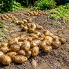 Даже после затяжных дождей картофель долежит до лета: 3 правила спасут урожай от гнили и фитофторы