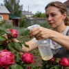 В августе больше не даю розам азот: одна подкормка помогает кустам пережить морозы