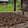 Картофель не прорастает и не гниет: пять правил хранения урожая до весны