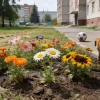 Посейте один раз — и белые ромашки будут цвести на участке годами