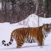 Хозяин тайги 🐅