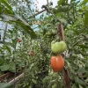 Теплицу оставляют открытой на зиму: что мороз и снег делают с почвой