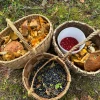 Грибники смотрят не только под ноги: 3 подсказки выдают урожайное место