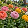 Посадила клубни сразу в грунт: ранункулюсы заменяют петунии пышным цветением без домашней рассады