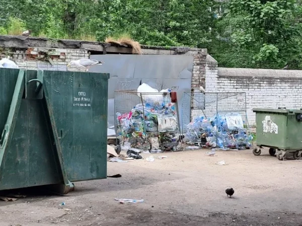 Петербуржцы жалуются на крыс у мусорных контейнеров и парадных