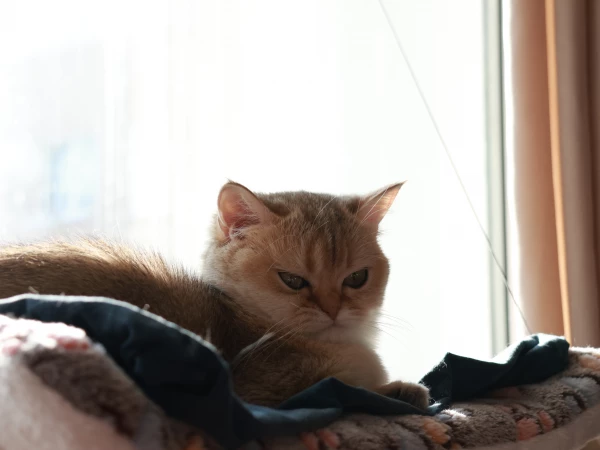 Кошка прощается с хозяином навсегда: 7 знаков, которые важно вовремя заметить
