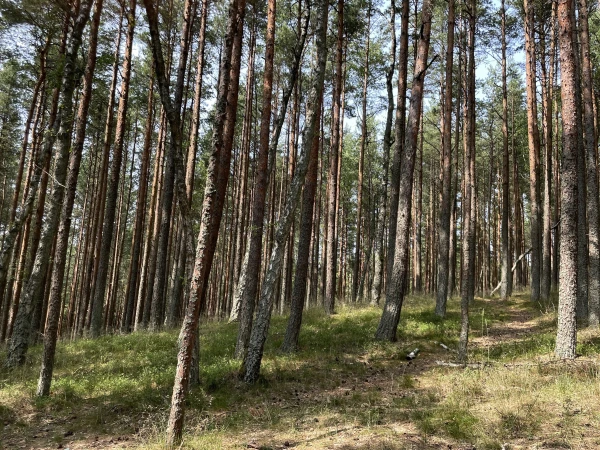 Грибники советуют не наступать на такие бревна: один шаг — и придется вызывать МЧС