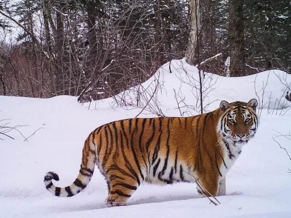 Хозяин тайги 🐅