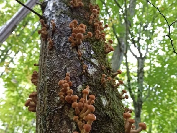 Достать ножи 🔪 🍄