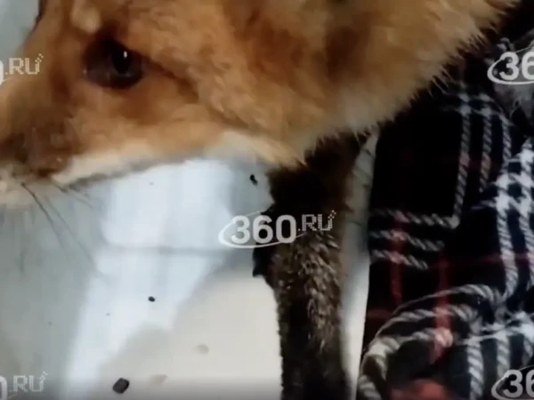 В Ленобласти лиса чуть не задохнулась из-за брошенного в лесу пакета с мусором