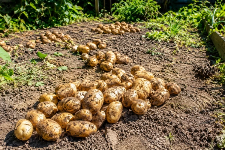Даже после затяжных дождей картофель долежит до лета: 3 правила спасут урожай от гнили и фитофторы